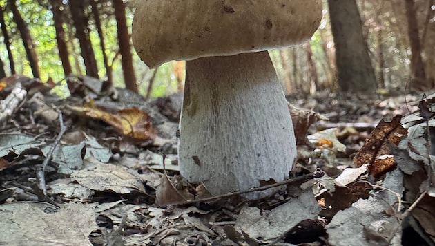 Von oben Satelliten-genau analysiert werden Pilze und Bäume im Wienerwald, aber auch in der ...