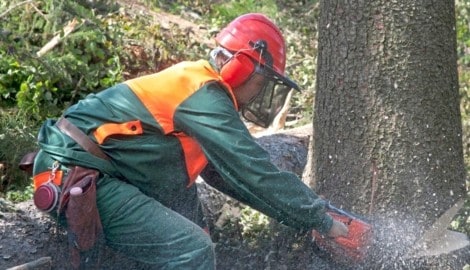 Der Unfall in Pollham passierte beim Baumfällen.