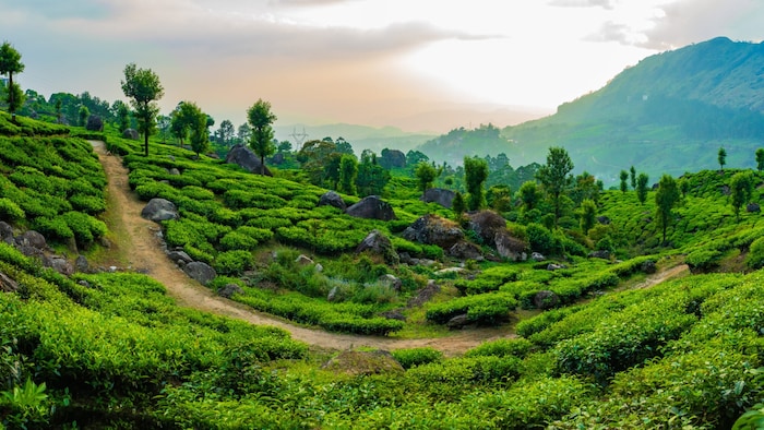 Die sanften Hügel Keralas sind mit endlosen Teeplantagen bedeckt, die noch von Hand gepflegt ...