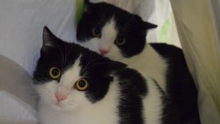 Kimba und Lui warten auf „ihre Menschen“.