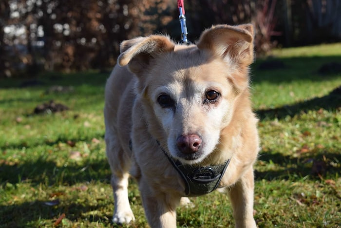 Lilly ist bereits eine ältere Hundedame.