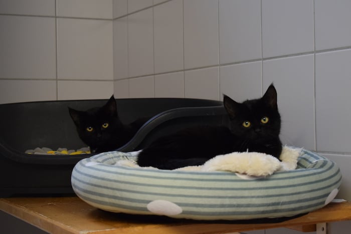 Anna, Elsa und Olaf (nicht am Bild) suchen ein neues Plätzchen.