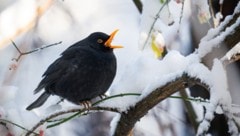 Durch die Zählungen von BirdLife werden Daten zu unseren heimischen Vögeln gesammelt. 