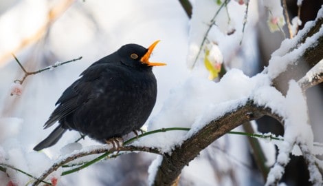 Durch die Zählungen von BirdLife werden Daten zu unseren heimischen Vögeln gesammelt. 
