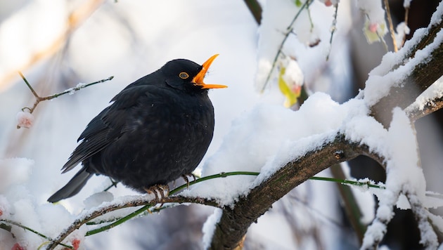 Durch die Zählungen von BirdLife werden Daten zu unseren heimischen Vögeln gesammelt.