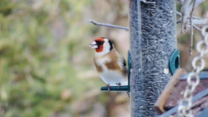 Der Buntsprecht kommt in ganz Österreich vor, vor allem wenn genügend alte Bäume vorhanden sind.