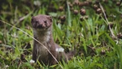 Mauswiesel können unterschiedliche Lebensräume bewohnen.