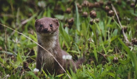Mauswiesel können unterschiedliche Lebensräume bewohnen.