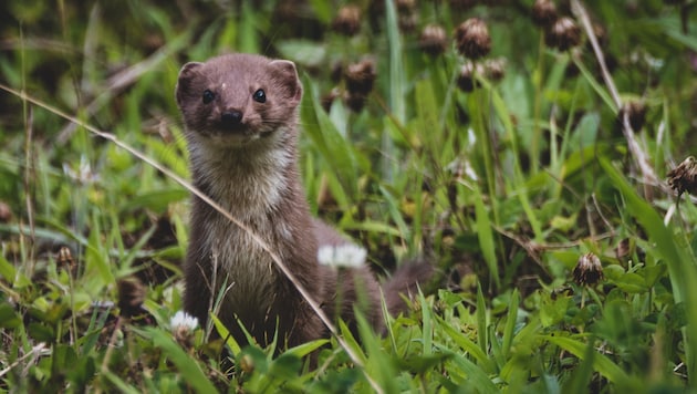 Mauswiesel können unterschiedliche Lebensräume bewohnen.