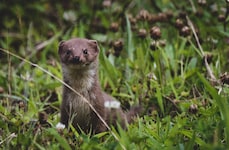 Mauswiesel können unterschiedliche Lebensräume bewohnen.