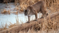 Eine Wanderin hatte gegen einen Puma keine Chance.