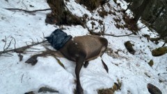 Die Wilderer hatten es nur auf die Trophäe abgesehen. 