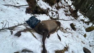 Die Wilderer hatten es nur auf die Trophäe abgesehen. 