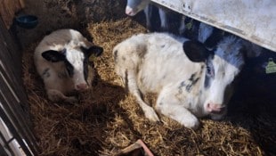 Lang „Marie“ und „Annabelle“ sind wieder vereint.