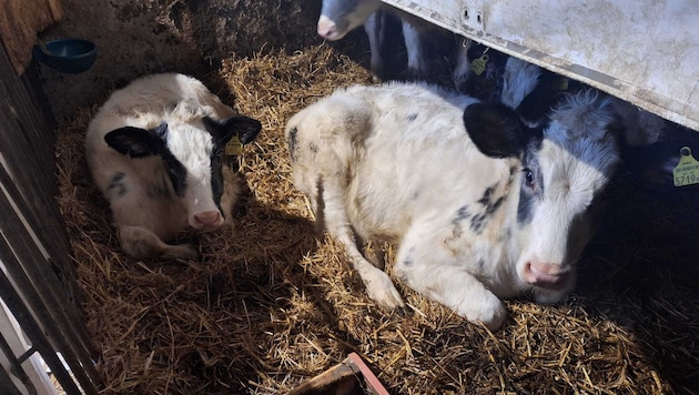 „Marie“ und „Annabelle“ sind wieder vereint.