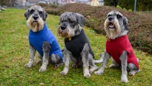 Kerschbaummayr Werner „Queran“, „Otis „ und „Shadow“ bekamen zu Weihnachten einen Pullover.