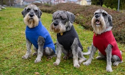 „Queran“, „Otis „ und „Shadow“ bekamen zu Weihnachten einen Pullover.