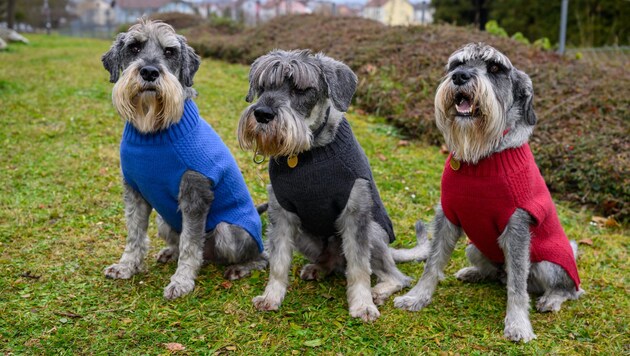 „Queran“, „Otis „ und „Shadow“ bekamen zu Weihnachten einen Pullover.