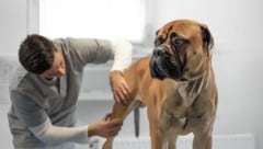 Tierarztbehandlungen werden immer teurer, beklagen die Österreicher.