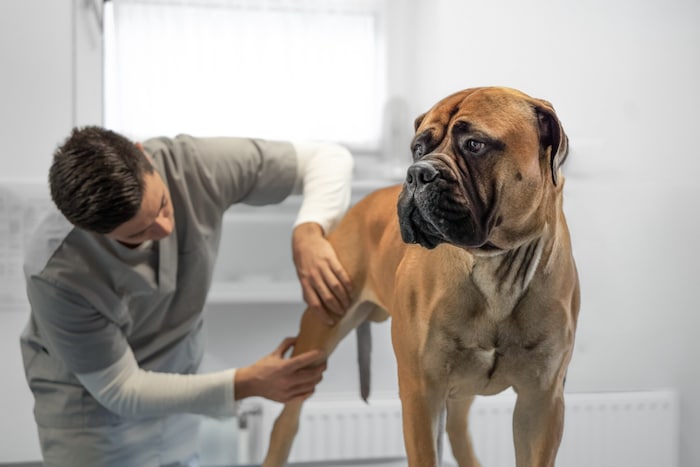 Egal, ob der Vierbeiner einen Internisten oder Orthopäden braucht. In Weiden ist man gut ...