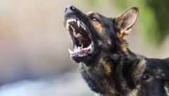Bei den beiden aggressiven Tieren handelt es sich laut Anwohnern nicht um Kampfhunde, sondern um ...