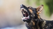 Bei den beiden aggressiven Tieren handelt es sich laut Anwohnern nicht um Kampfhunde, sondern um ...