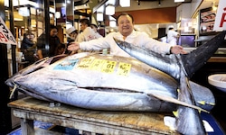 Der Betreiber des Sushi-Restaurants Zanmai präsentierte den Riesen-Fisch.