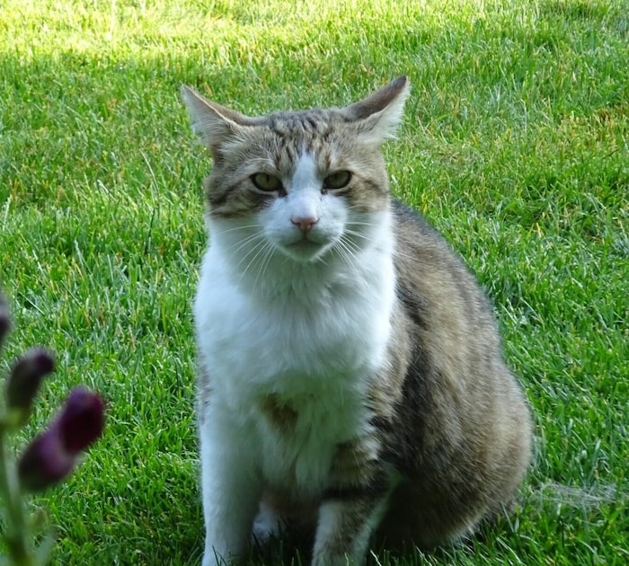 Wer hat Puma gesehen?