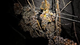 Die Trauben müssen in gefrorenem Zustand geerntet und gepresst werden. In der Nacht von Sonntag ...