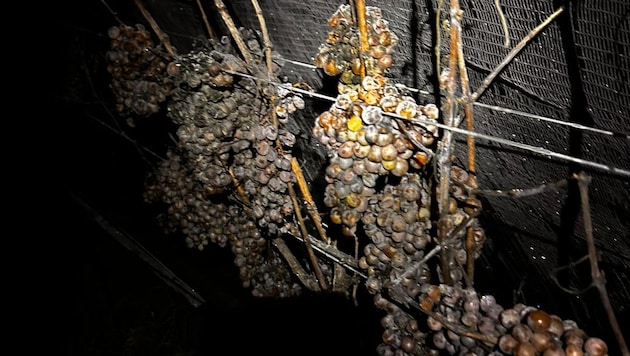 Die Trauben müssen in gefrorenem Zustand geerntet und gepresst werden. In der Nacht von Sonntag ...