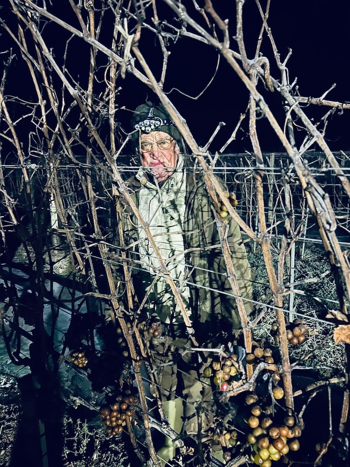 Helmut Lang in seinem Weingarten.