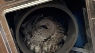 Der Vogel hatte sich in einen Kamin verirrt und konnte sich nicht selbst befreien. Die Kameraden ...