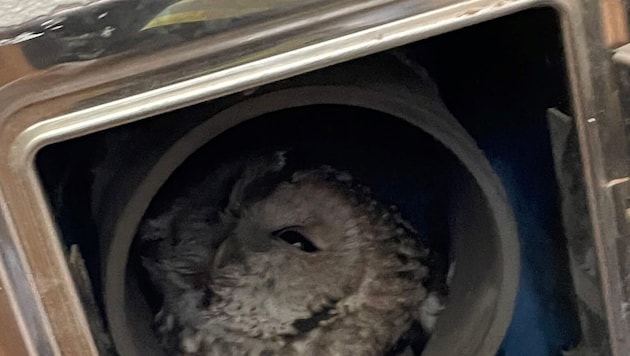 Der Vogel hatte sich in einen Kamin verirrt und konnte sich nicht selbst befreien. Die Kameraden ...