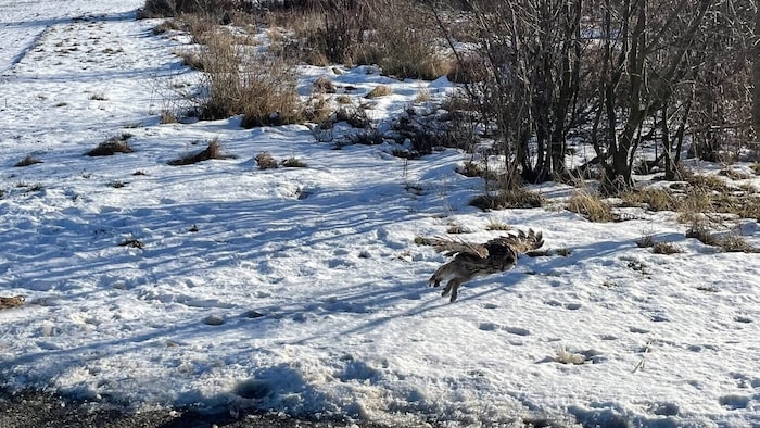 Nachdem sich die Eule von ihrem Schock erholt hatte, flog sie in den nahe gelegenen Wald davon.