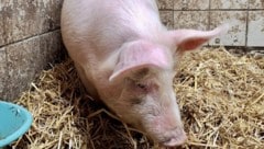 Dieses Schwein ist am Sonntag in Kemeten ausgerissen. Wenig später wurde das Borstenvieh in ...