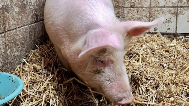 Dieses Schwein ist am Sonntag in Kemeten ausgerissen. Wenig später wurde das Borstenvieh in ...