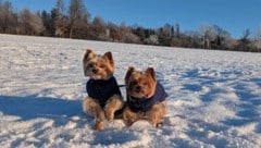 „Fido“ und  „Filou“ – die Aufnahme erfolgte nur wenige Momente vor ihrem brutalen Tod.