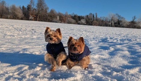 „Fido“ und  „Filou“ – die Aufnahme erfolgte nur wenige Momente vor ihrem brutalen Tod.