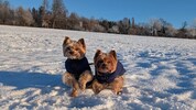 „Fido“ und  „Filou“ – die Aufnahme erfolgte nur wenige Momente vor ihrem brutalen Tod.