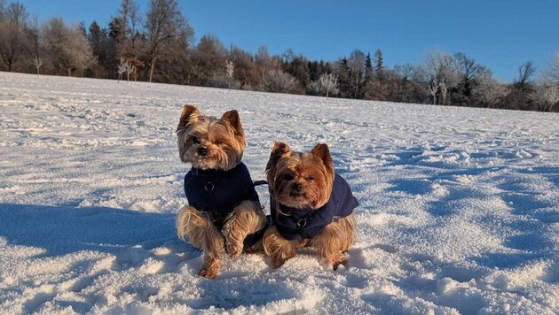 „Fido“ und „Filou“ – die Aufnahme erfolgte nur wenige Momente vor ihrem brutalen Tod.