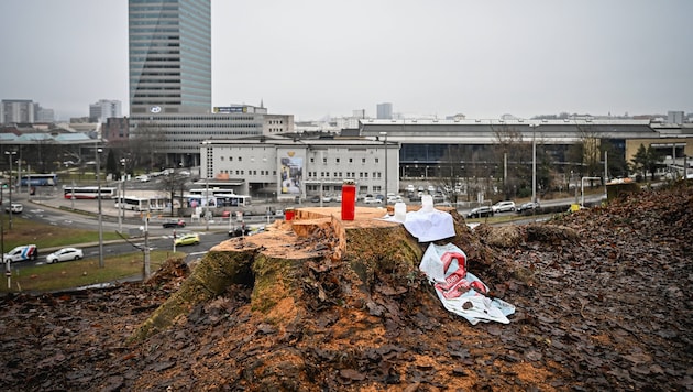 Nach den Baumrodungen am 19. November besetzten Aktivisten den Bergschlösslpark am Linzer ...