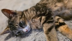 „Walker“ ist eines der Tiere, um die sich der Verein kümmert.