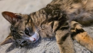 „Walker“ ist eines der Tiere, um die sich der Verein kümmert.