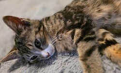 „Walker“ ist eines der Tiere, um die sich der Verein kümmert.