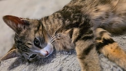 „Walker“ ist eines der Tiere, um die sich der Verein kümmert.