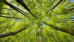 Ist es zu heiß und zu trocken, verdunstet mehr Wasser, als Bäume über ihre Wurzeln aufnehmen ...