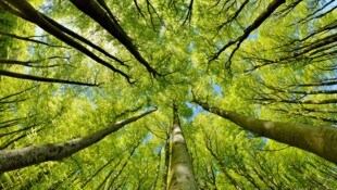 Ist es zu heiß und zu trocken, verdunstet mehr Wasser, als Bäume über ihre Wurzeln aufnehmen ...