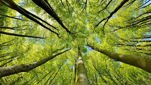 Ist es zu heiß und zu trocken, verdunstet mehr Wasser, als Bäume über ihre Wurzeln aufnehmen ...