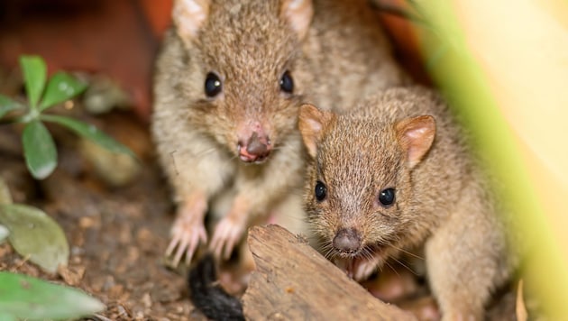 Muttertier und Jungtier erkunden gemeinsam die Australienanlage des Haus des Meere.