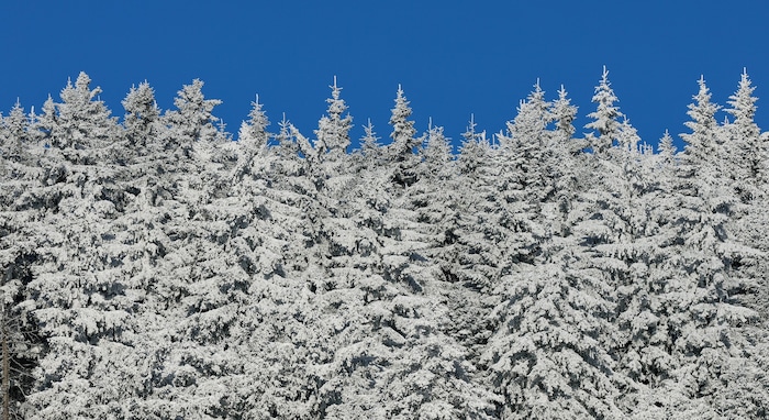 Laut Untersuchung hat sich der Beginn des Stammwachstums in den vergangenen zehn Jahren um ...